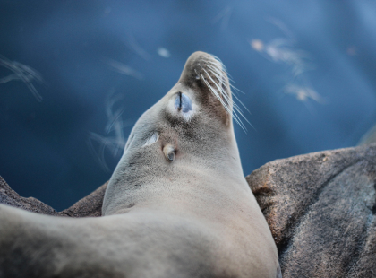 Sleeping habits of seals