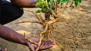 The Power of Ashwagandha: A Scientific Exploration into Stress Reduction and Improved Sleep